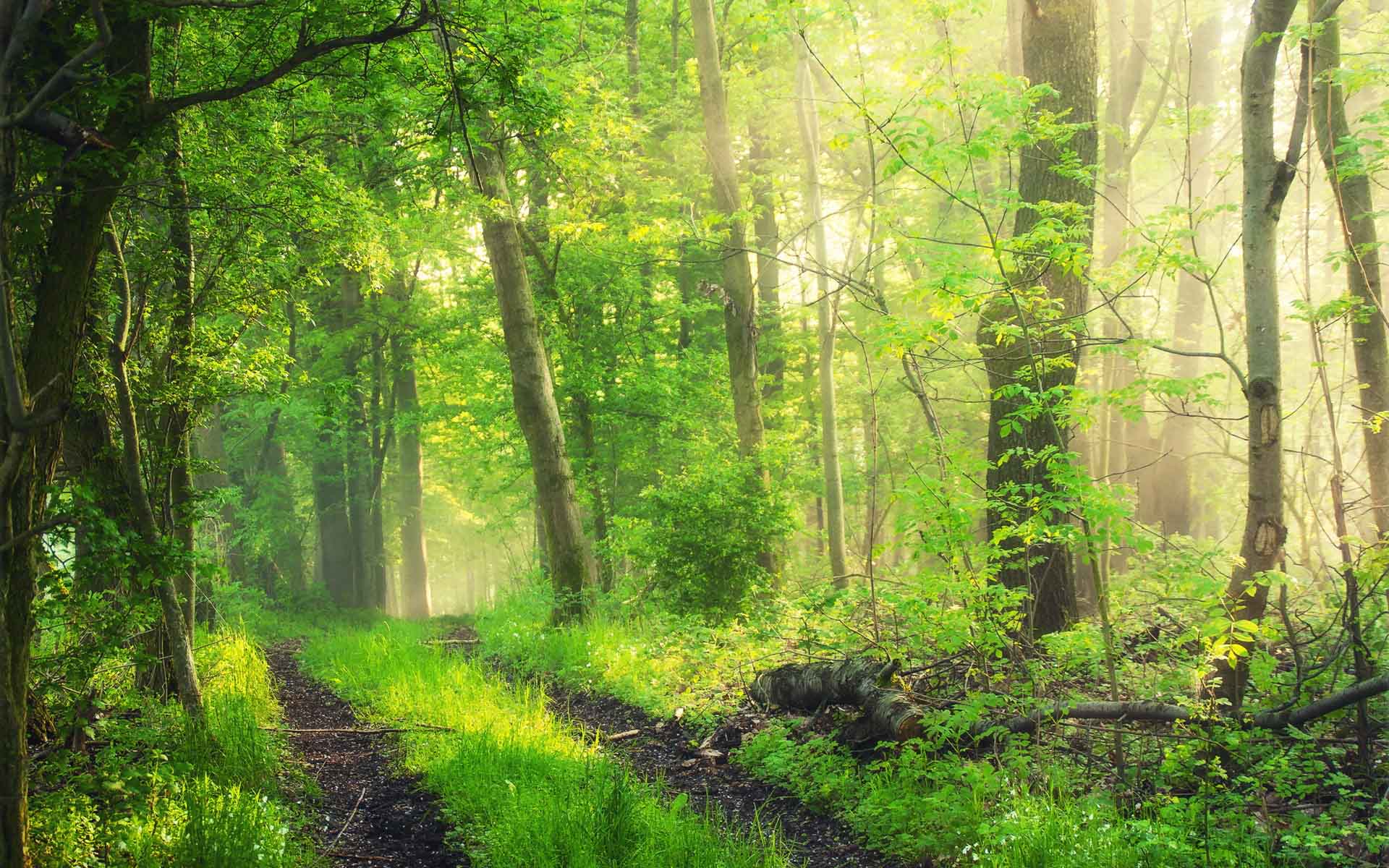 森林生态系统——森林生态系统工作的新进展